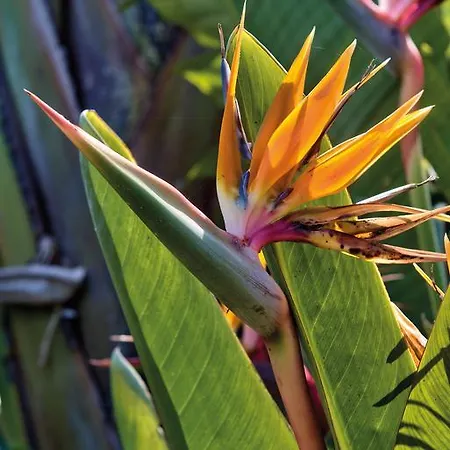 セルムネット マルタ *