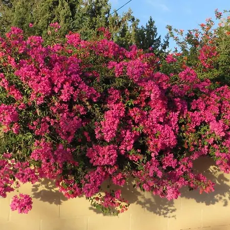 Selmunett Alloggio in famiglia