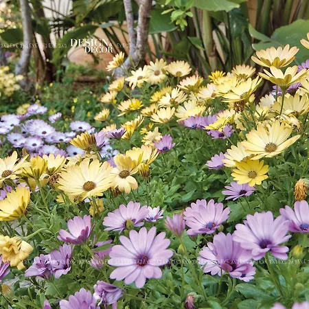 Selmunett Alloggio in famiglia