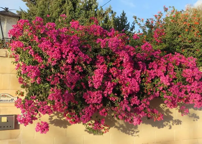 Selmunett Gazde/Camere de închiriat