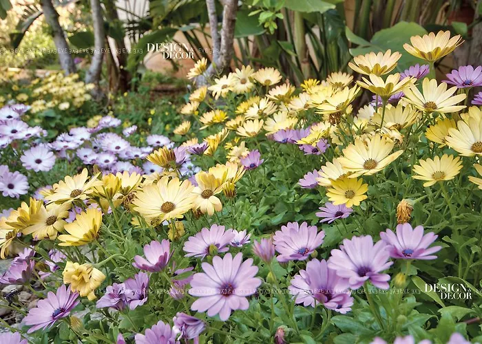 Selmunett Gazde/Camere de închiriat